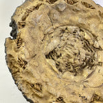 Cement Sculpture Unknown Fossil