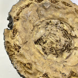 Cement Sculpture Unknown Fossil