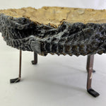 Cement Sculpture Unknown Fossil