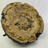Cement Sculpture Unknown Fossil