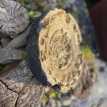 Cement Sculpture Unknown Fossil